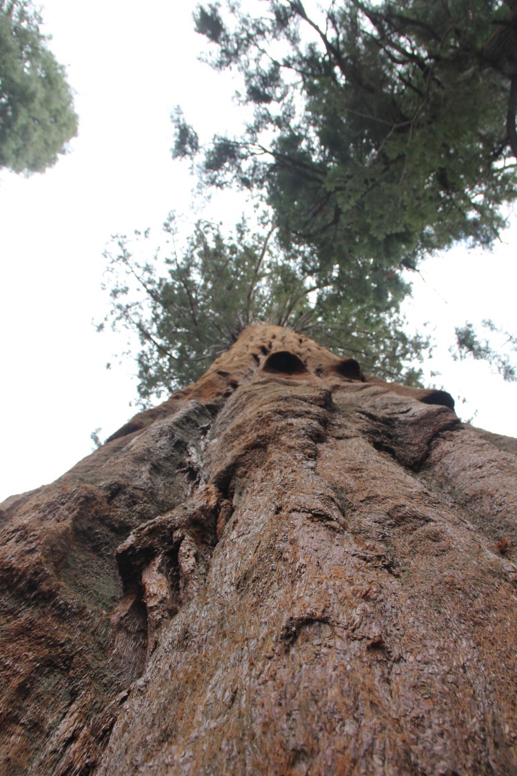 Sequoia in Sequoia NP